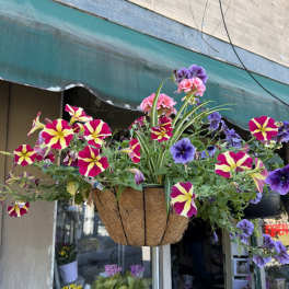 Blooming Hanging Basket