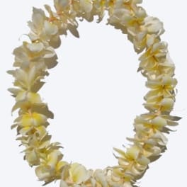 Cream and yellow flower lei on a white background