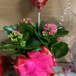 Potted pink flowering plant with a red Valentine's Day balloon and bright pink bow