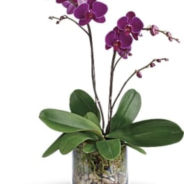 Purple phalaenopsis orchid plant with broad leaves in a clear glass vase with pebbles
