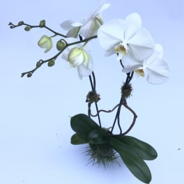 White orchid arrangement with arching stems and broad leaves