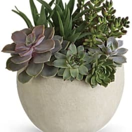 Assorted green succulents in a round off-white ceramic pot