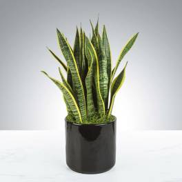 Snake Plant by BloomNation™