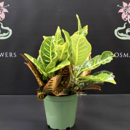 Croton Plant