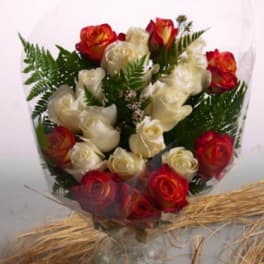 Bouquet of red and white roses wrapped in clear plastic