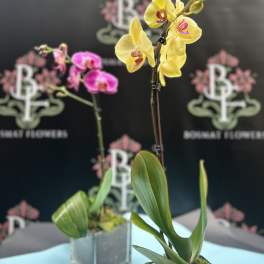 Two potted orchids in square metal containers, one yellow and one pink.