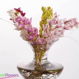 Pink and white orchids in a clear glass vase