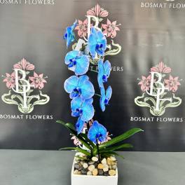 Blue orchid plant in a white square pot with decorative stones