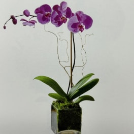 Purple orchid plant in a square glass vase