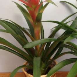 Potted bromeliad plant with a red-orange flower spike