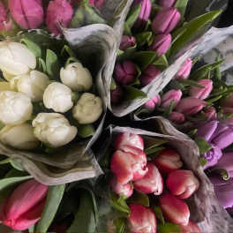 Bouquets of pink, white, and purple tulips wrapped in paper