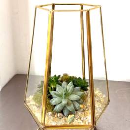 Succulent arrangement in a gold geometric terrarium