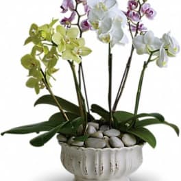 Potted arrangement of white, pale yellow, and lavender phalaenopsis orchids in a white bowl with stones