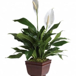 Potted green peace lily plant with two white blooms in a square brown planter