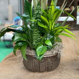 Mixed green houseplants arranged in a rustic ceramic pot
