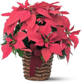 Poinsettia Basket