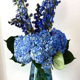 Capitol Blue Hydrangea Symphony