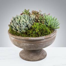 Low dish garden of assorted green succulents in a rustic pedestal bowl