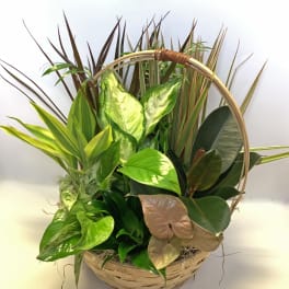 Basket of assorted green houseplants with a woven handle