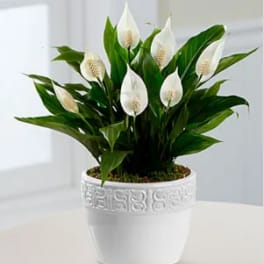Calming Grace Peace Lily Plant