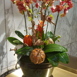 Orchid arrangement in a black pot with decorative gourds and driftwood