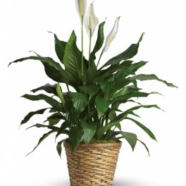 Simply Elegant Spathiphyllum - Medium