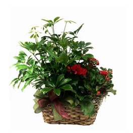 Basket of green houseplants with red flowers and a ribbon