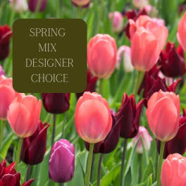 Mixed tulips in pink, red, and purple with a spring mix label
