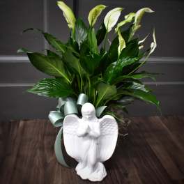 Potted peace lily plant with white blooms and a white ceramic angel figurine in front