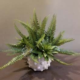 Succulent arrangement with fern fronds in a white textured pot