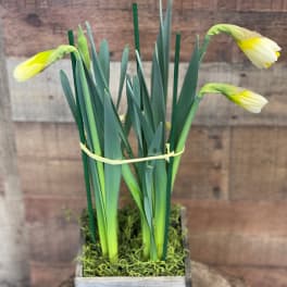 Potted Spring Daffodil