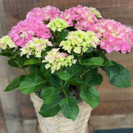Potted Heavenly Hydrangea - Pink
