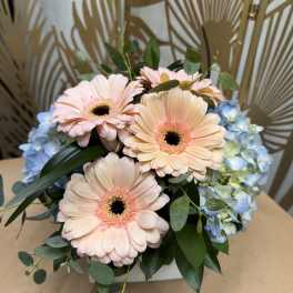Pink gerbera daisies with blue hydrangeas in a white box