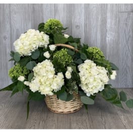 White hydrangeas arranged in a wicker basket with green foliage