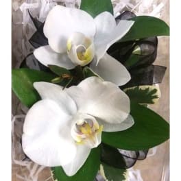 White orchid bouquet with broad green leaves and black ribbon