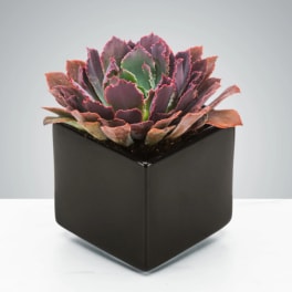 Succulent by BloomNation™