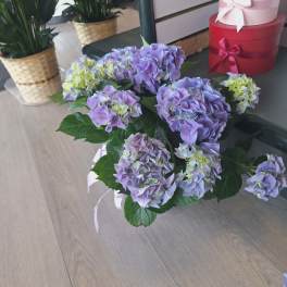 Purple Hydrangea Plant