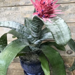 Potted bromeliad with a bright pink flower spike