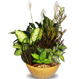 Mixed green houseplants with white blooms in a round yellow ceramic bowl