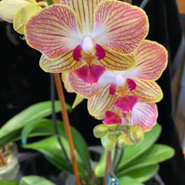 Close-up of a pink and yellow orchid bloom on a potted plant