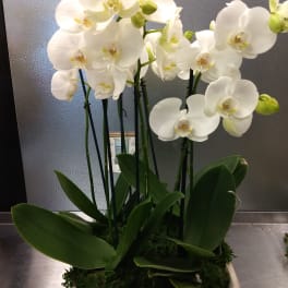 White orchids in a rectangular planter with broad green leaves