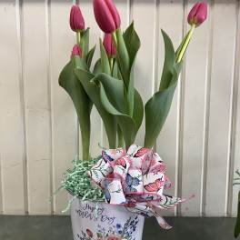 Pink tulips in a white decorative tin with a butterfly ribbon