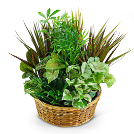 Basket of assorted green houseplants with varied leaf shapes