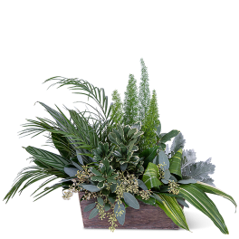Green foliage arrangement in a rectangular wooden planter