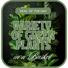 Promotional graphic with assorted green plants and the text "Variety of Green Plants in a Basket."
