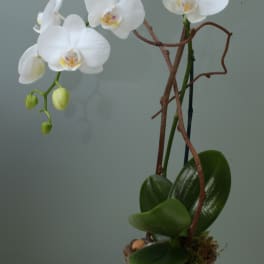 White Orchid Pot