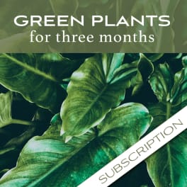 Close-up of green tropical leaves with text overlay