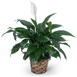 Potted peace lily plant with a white bloom in a woven basket