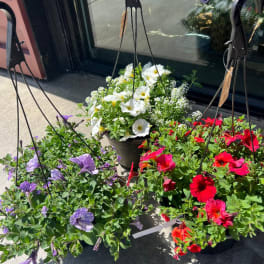 Three hanging baskets of petunias in white, purple, and red