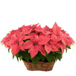 Pink poinsettia plant in a woven basket container